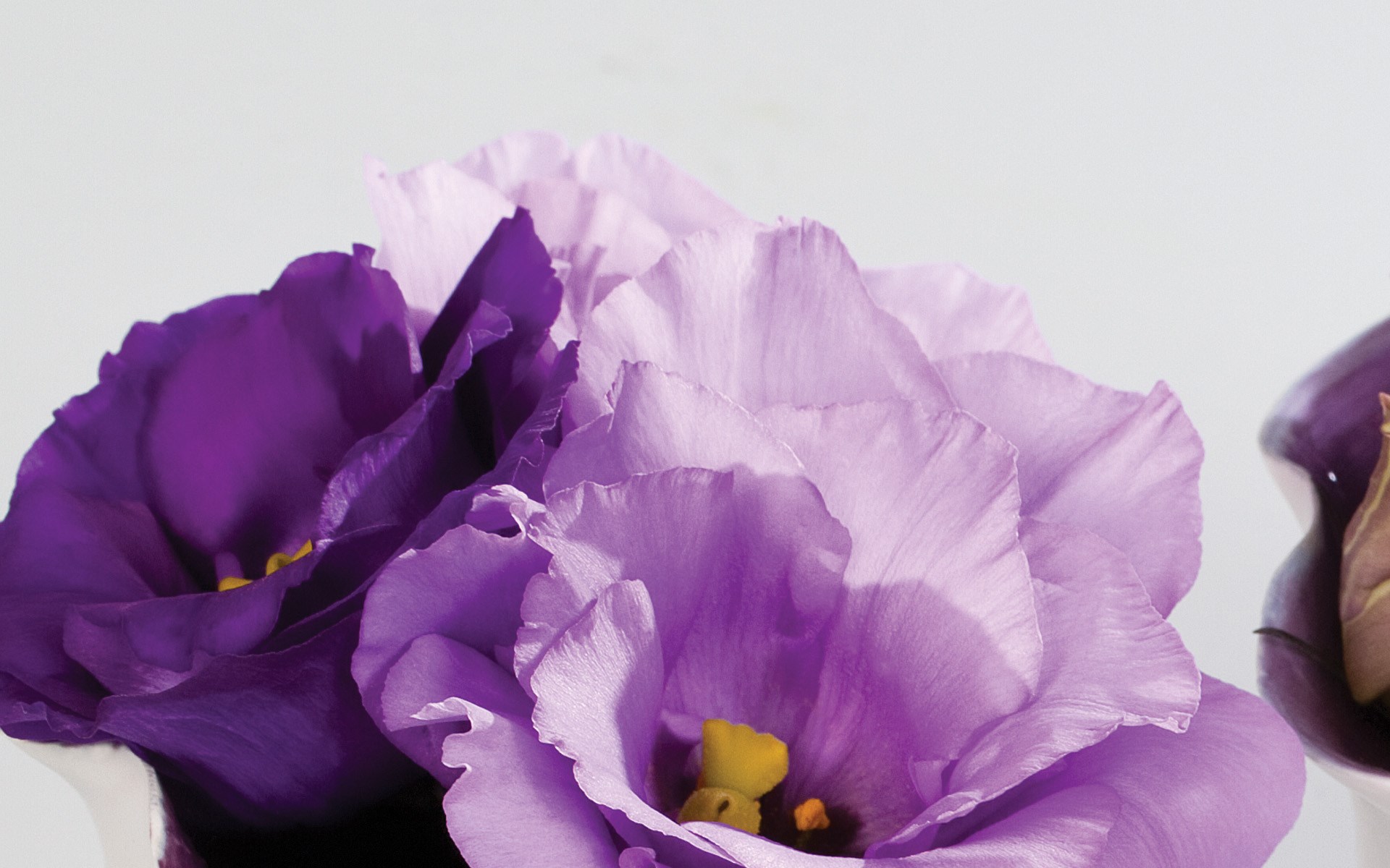250496 - Aube 3 Blue Flash - Van Egmond Lisianthus