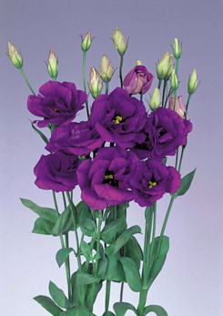 250339 H Echo Blue