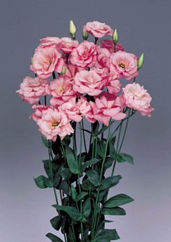250341 D Echo Pink1