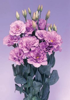 250614 D Mariachi Lavender