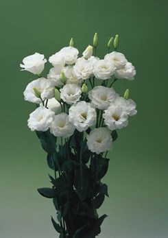 Croma White