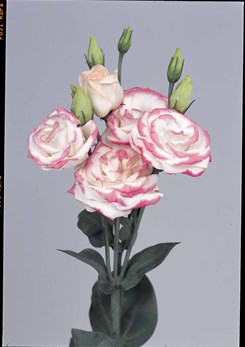 Rosita 2 Pink Picotee