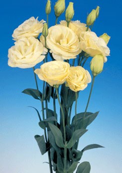 250595 D Mariachi Yellow
