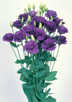 250592 D Mariachi Blue
