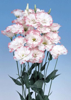 250344 D Echo Pink Picotee