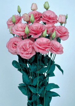 250594 D Mariachi Pink