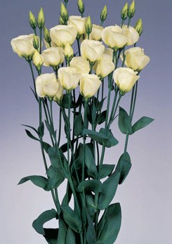 250776 D Piccolo2 Yellow