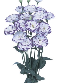 250054 D Excalibur Blue Pic