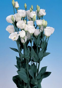 250775 D Piccolo2 Pure Whit