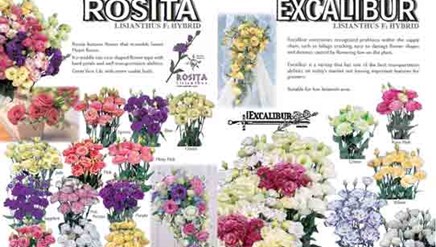 Leaflet