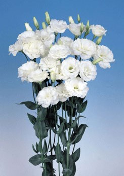 250346 D Echo Pure White
