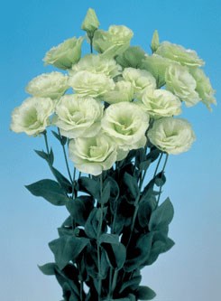 250598 D Mariachi Lime Gree