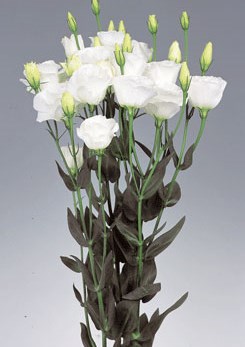 250051 D Excalibur Pure Whi
