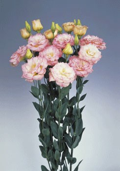 250351 D Echo Champagne