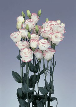 250844 D Rosita Pink Picote
