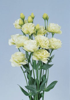 250673 D Rosita Green 1