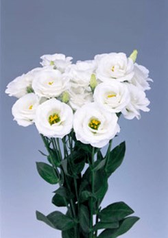 250668 D Rosita 2 White