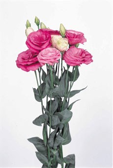 250053 A Excalibur Rose Pin