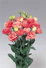 Rosita 2 Rose Pink