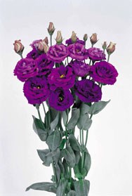 Rosita 2 Purple