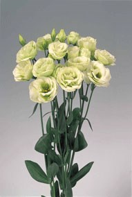 Rosita 2 Green