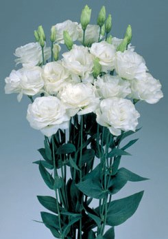 250597 D Mariachi Pure Whit