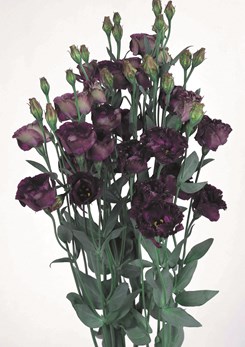 Rosanne Black Jewel