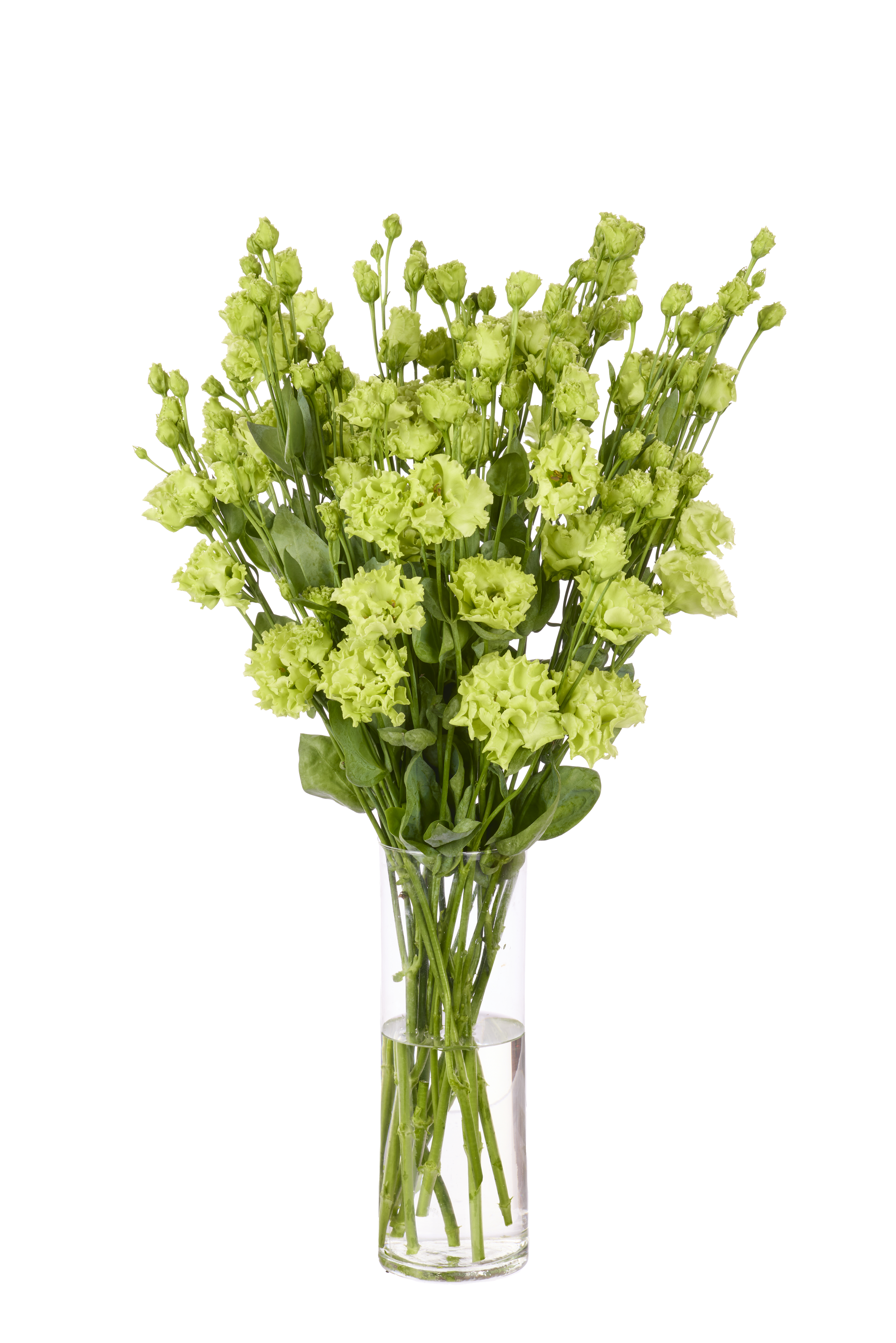 Rosanna 1 Green (Emerald)