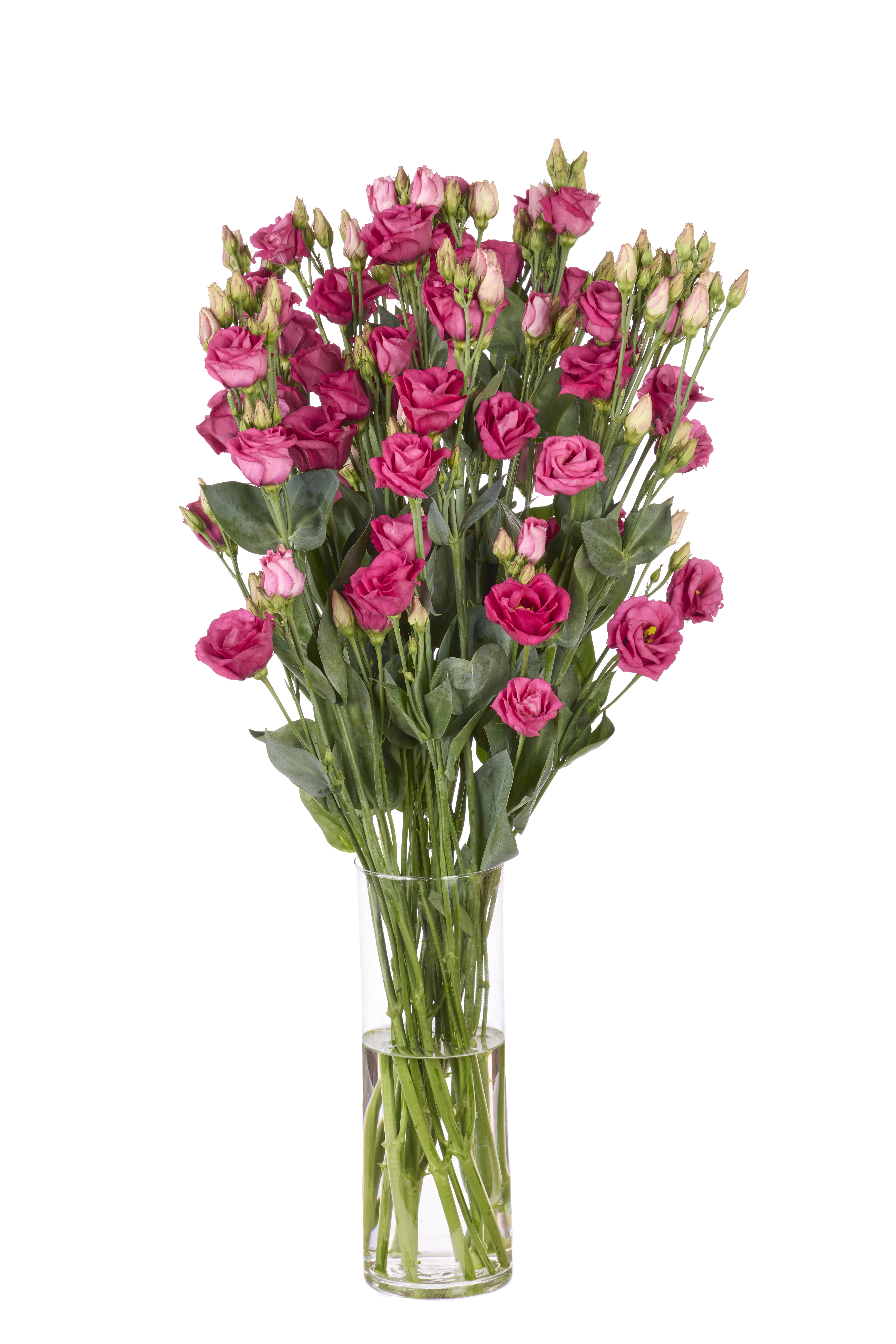 Rosita 2 Cherry
