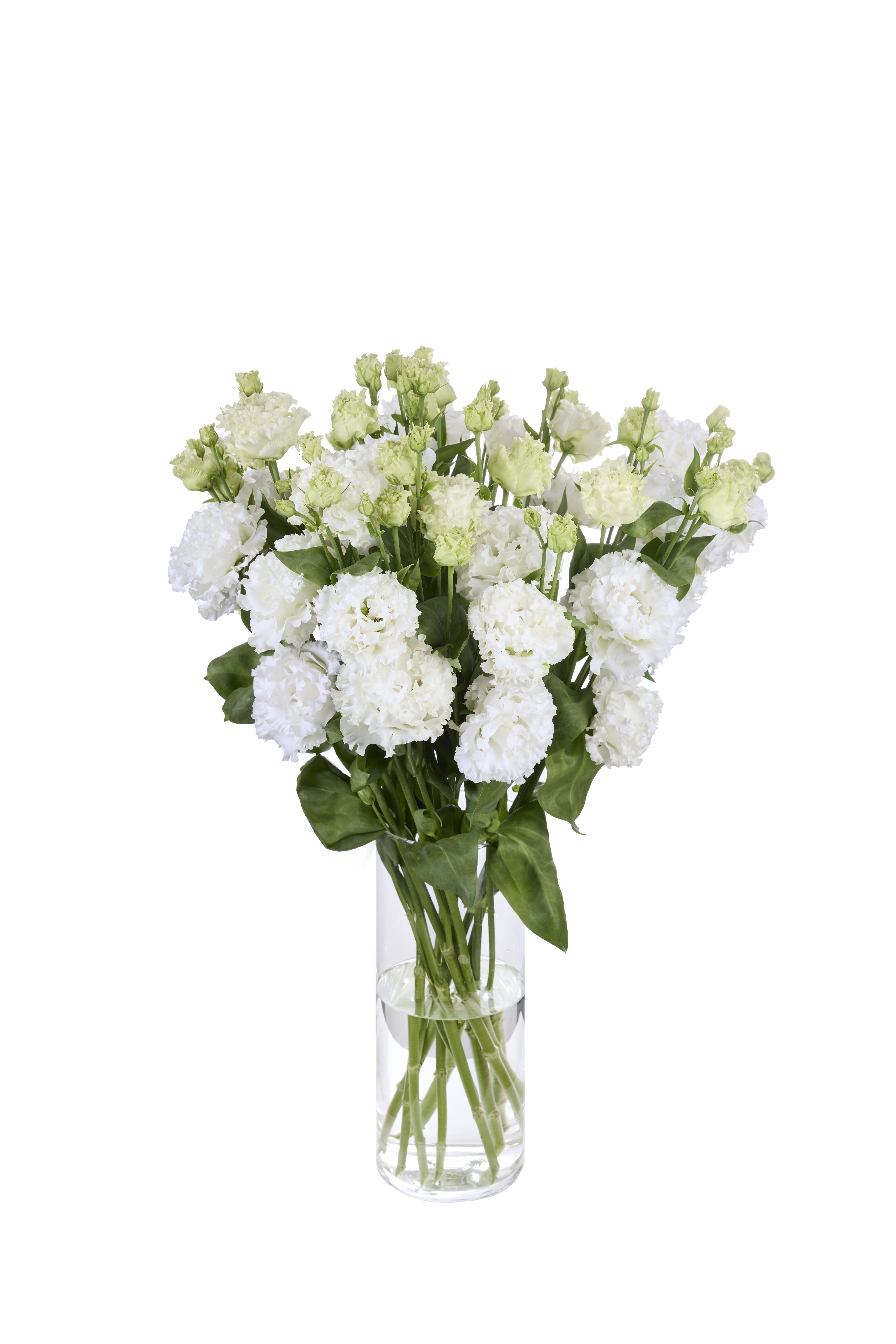 Alissa 2 Pure White