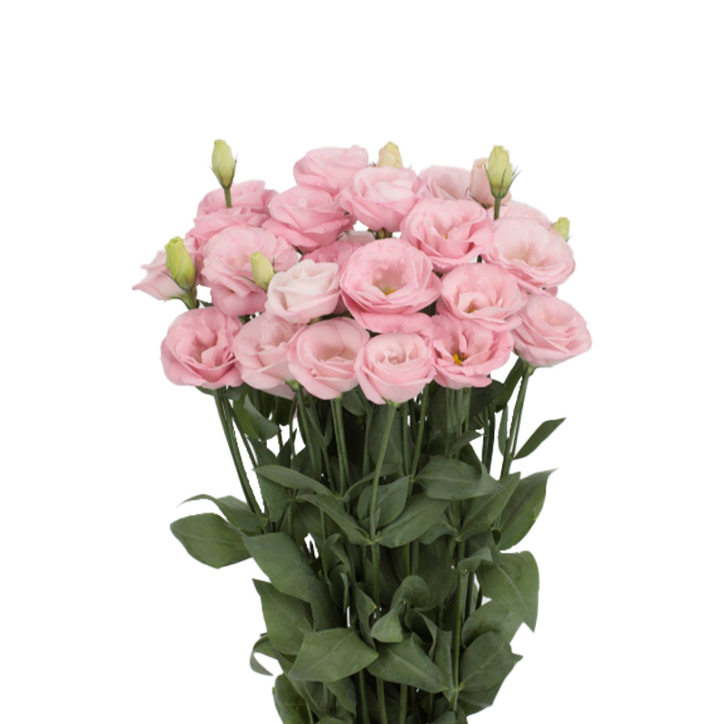 Rosita 3 Blue 3B