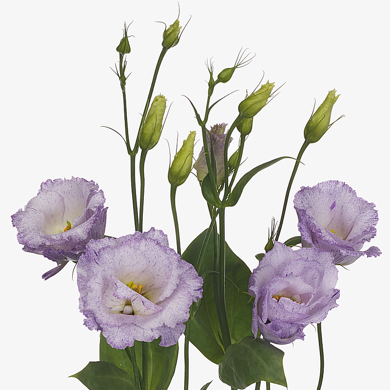 Lisianthus Reina Champagne (1)
