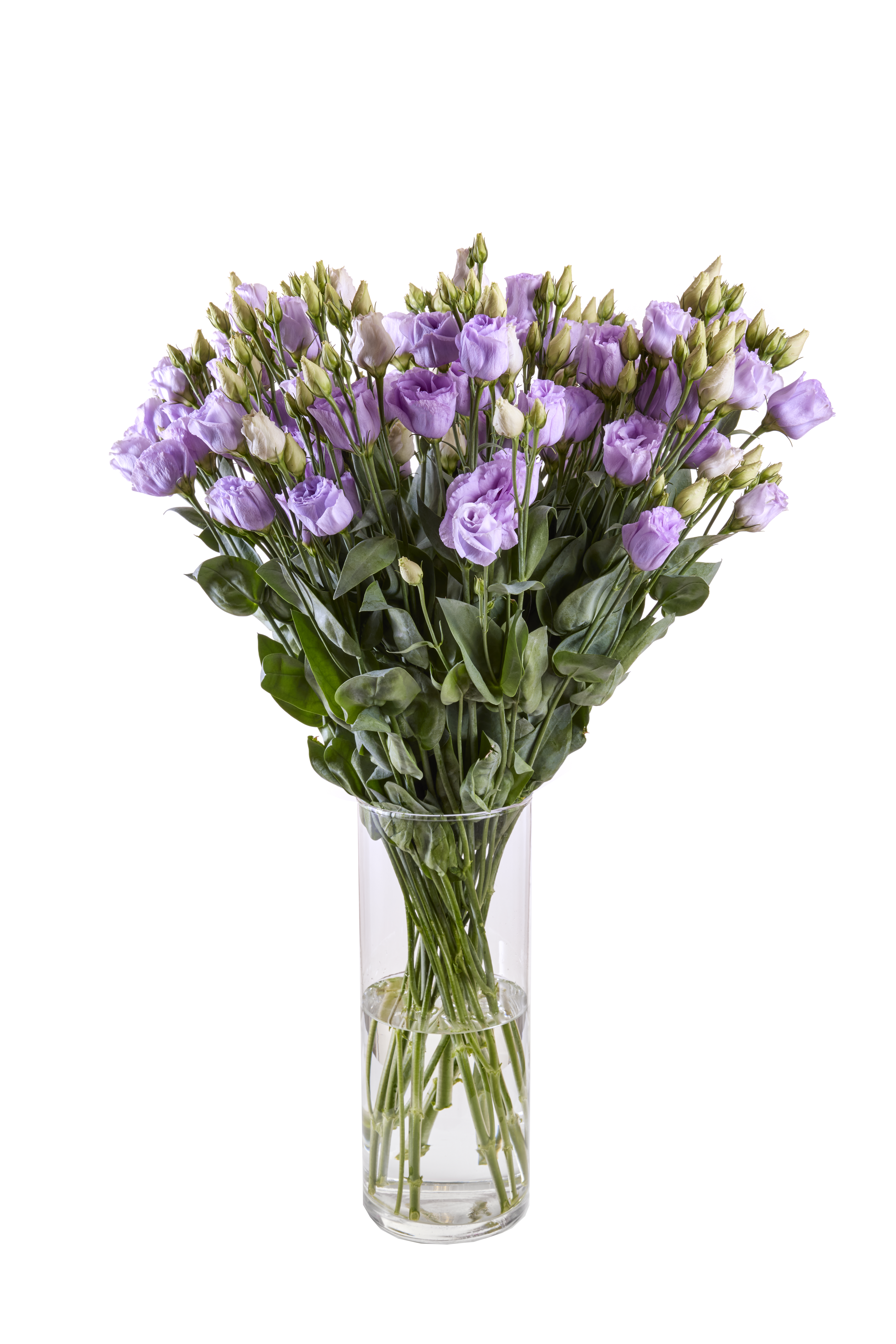 Lisianthus Rosita 3 Lavender 2 (1)