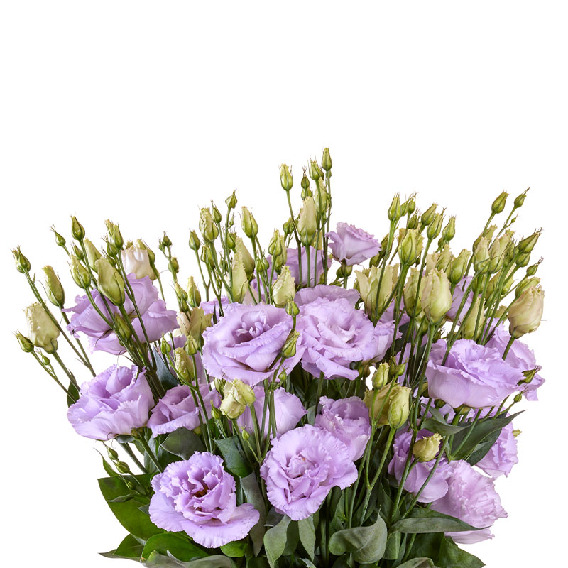 Lisianthus Reina Champagne (1)