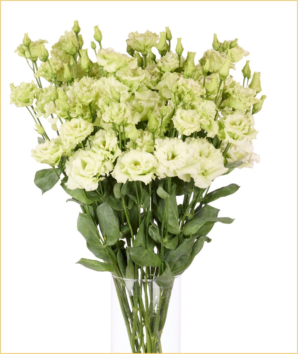 Van Egmond Lisianthus