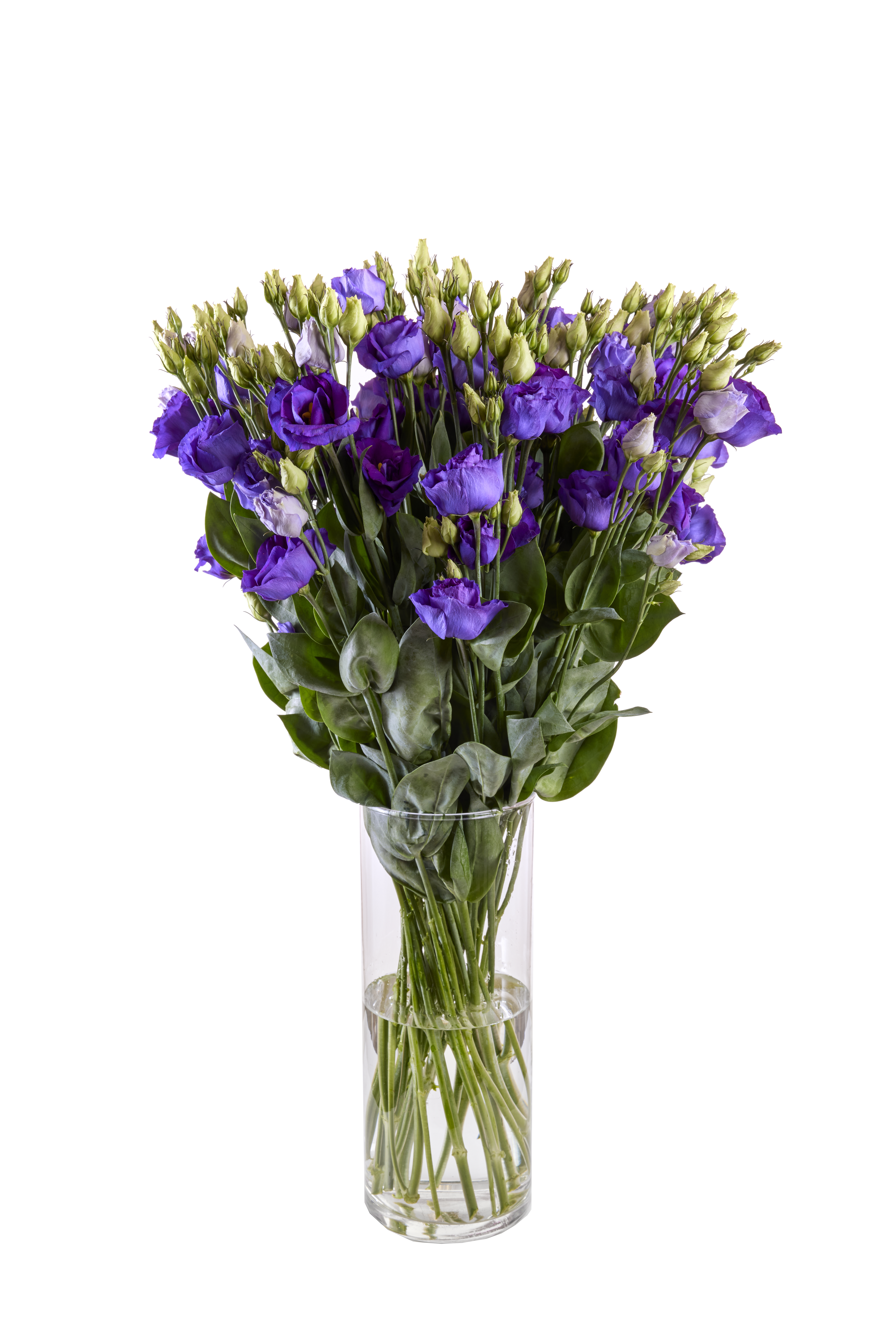 Rosita 3 Blue 3B