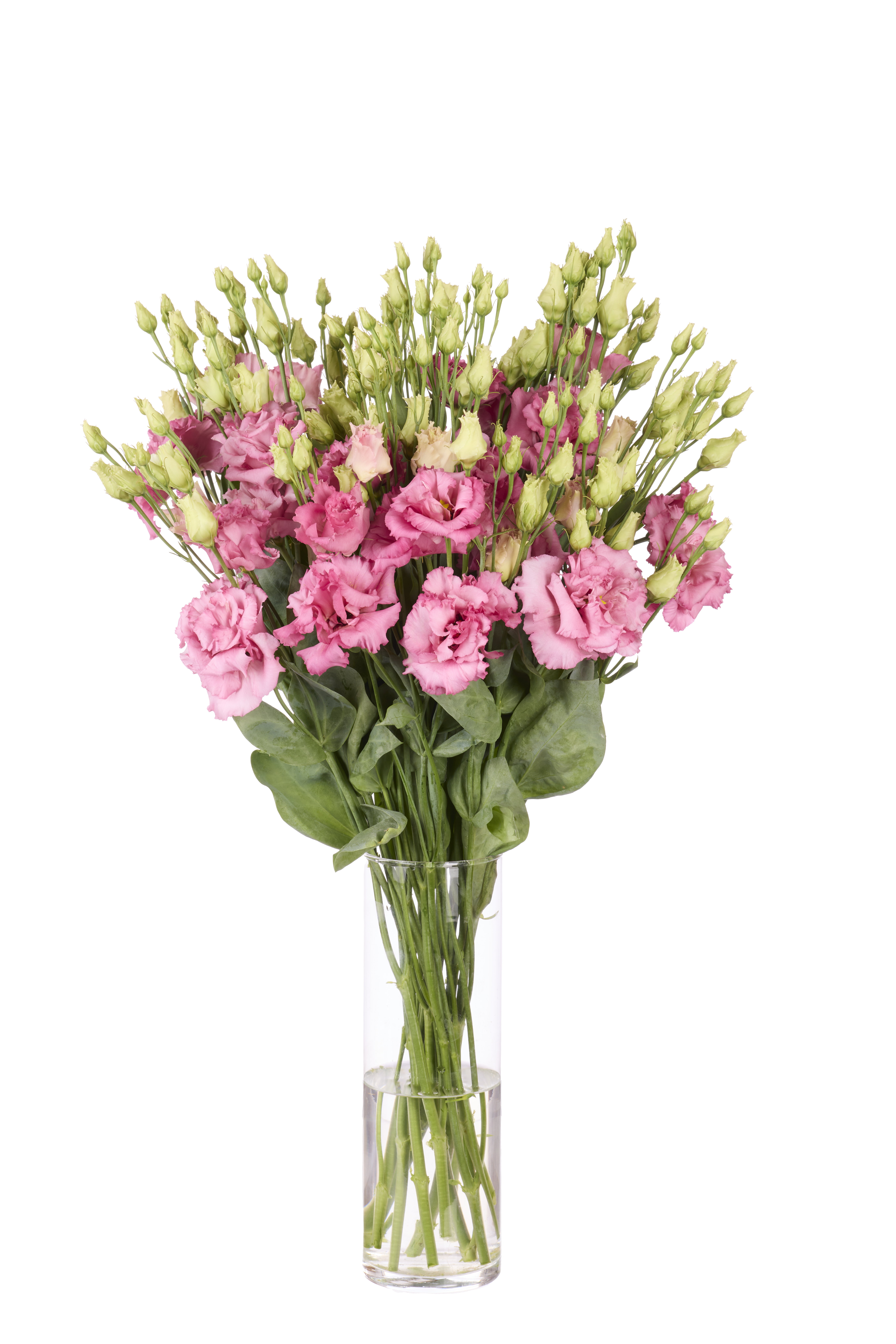 Alissa 2 Rose Pink