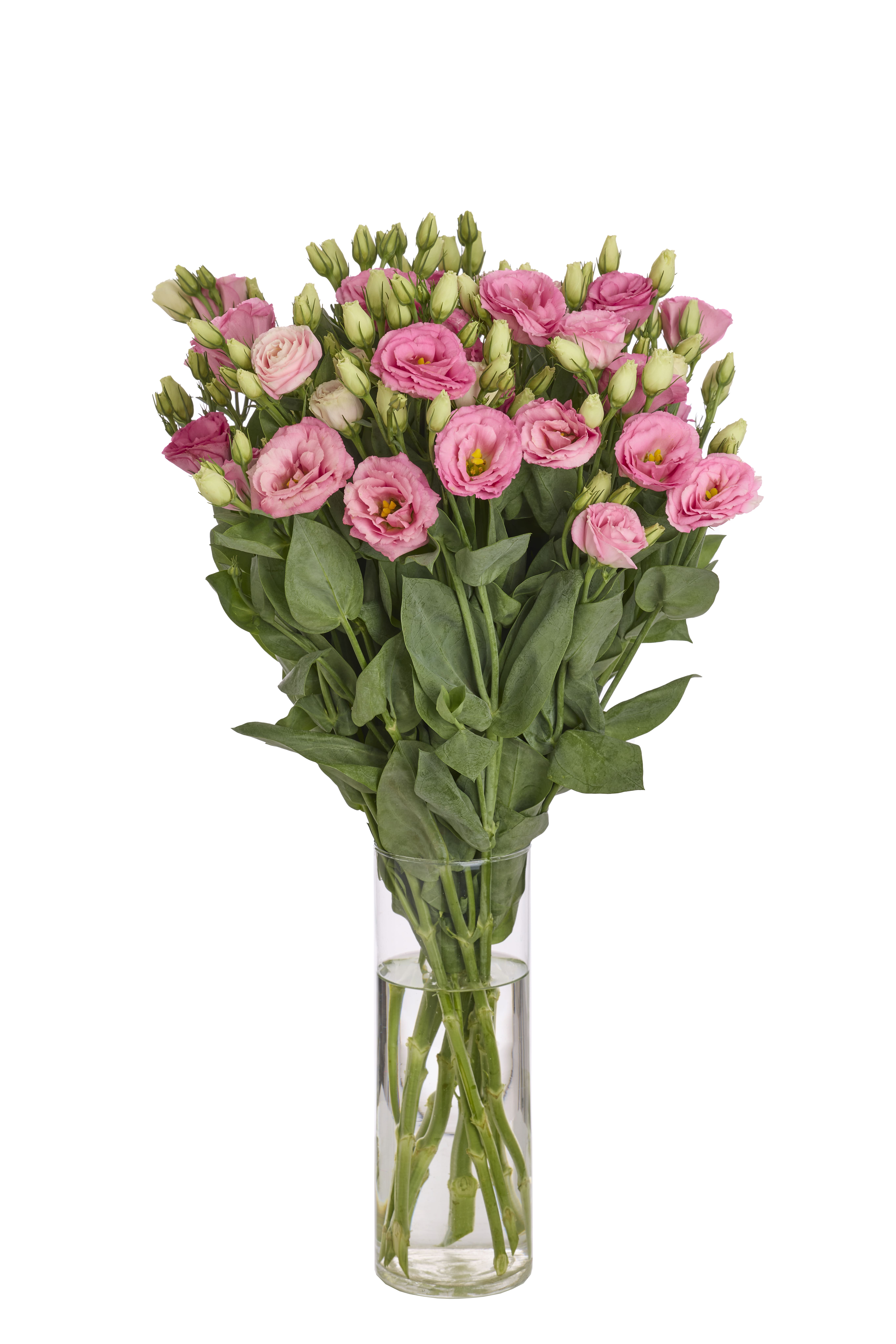 Eustoma Rosita 3 Clear Pink II