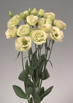 250850 D Rosita 3 Green