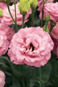 Frs 762Corelli 3 Rose