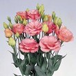 Lisianthus Borealis Apricot 250944