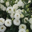 Lisianthus Doublini White 250816