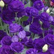 Lisianthus Doublini Blue 250814