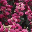 Lisianthus Doublini Rose 250815