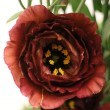 Lisianthus Rosanne 3 Brown