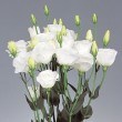 Lisianthus Excalibur 3 Pure White 250975