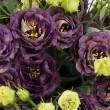 Lisianthus Rosanne 1 Black Pearl 250889
