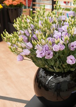 Lisianthus Rosita 3 Lavender 2 (1)