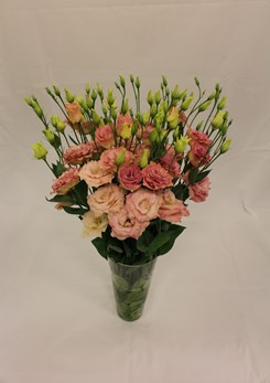 Lisianthus Reina Champagne (1)