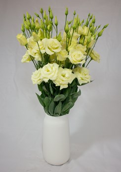 Lisianthus Aube Yellow (1)